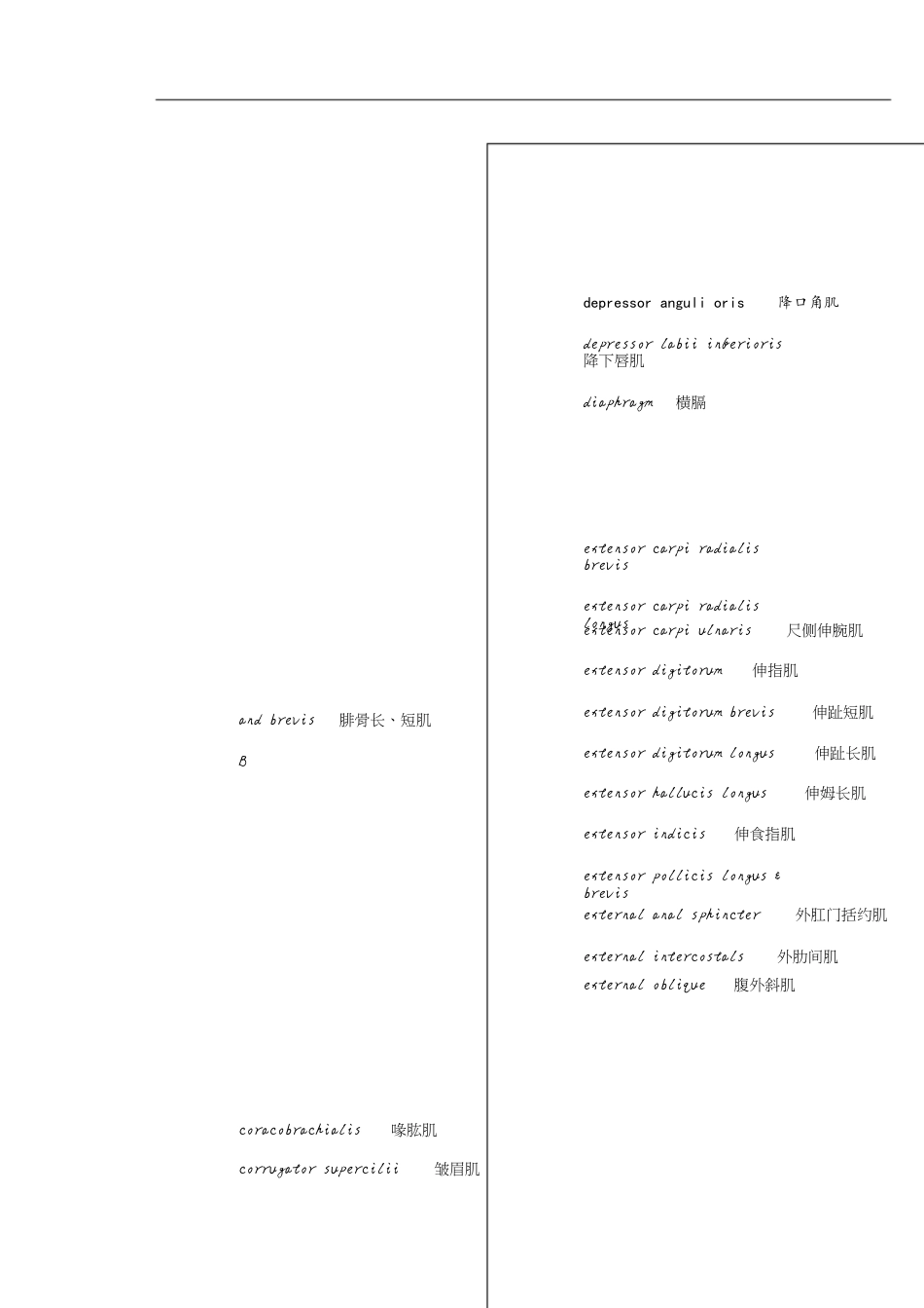 人体肌肉英语单词[共6页]_第3页
