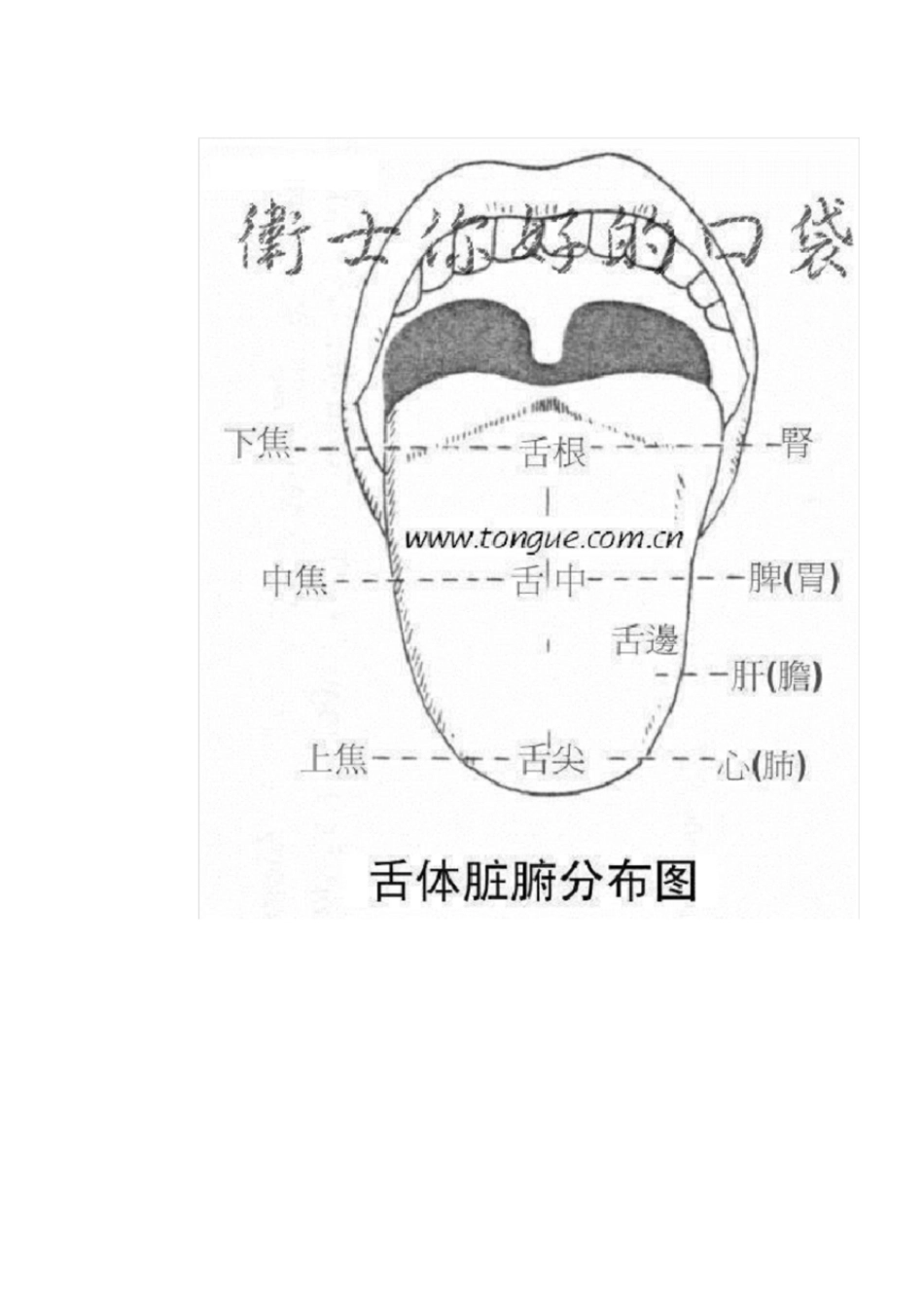 舌与脏腑经络之间的关系[共15页]_第2页