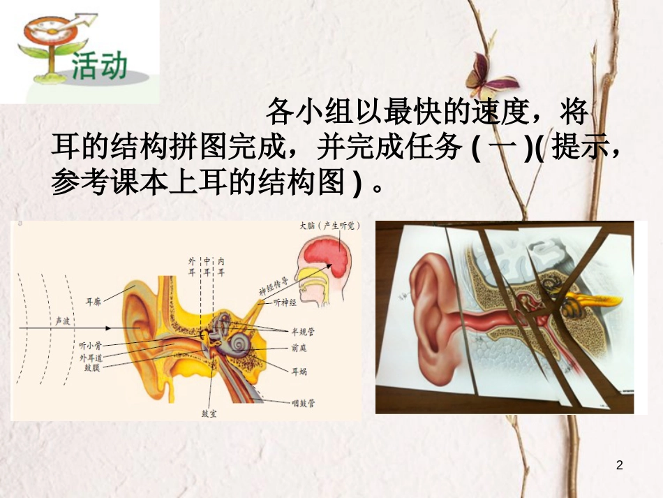 七年级科学下册 2.3《耳和听觉》课件6 浙教版[共16页]_第2页