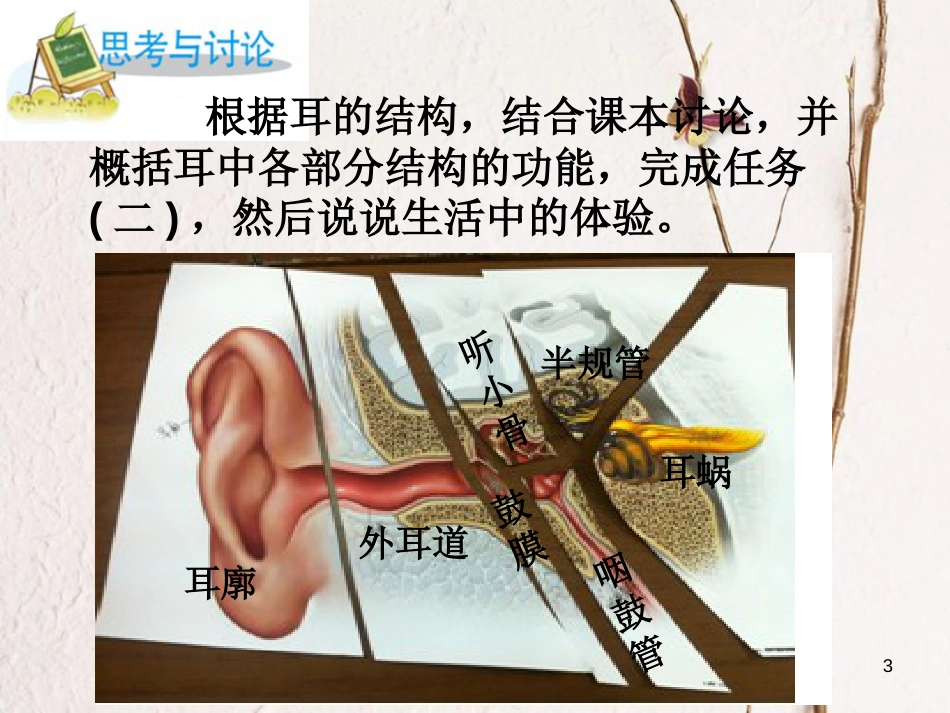 七年级科学下册 2.3《耳和听觉》课件6 浙教版[共16页]_第3页