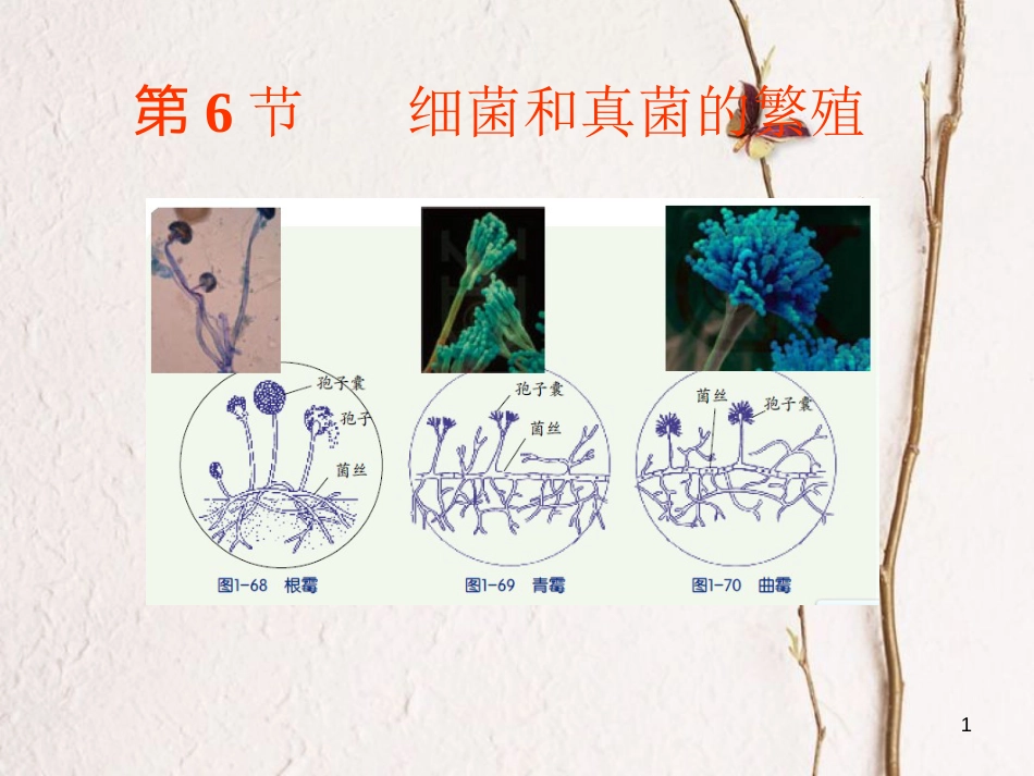 七年级科学下册 1.6《细菌和真菌的繁殖》课件6 浙教版[共23页]_第1页