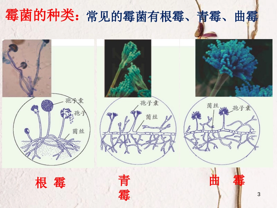 七年级科学下册 1.6《细菌和真菌的繁殖》课件6 浙教版[共23页]_第3页