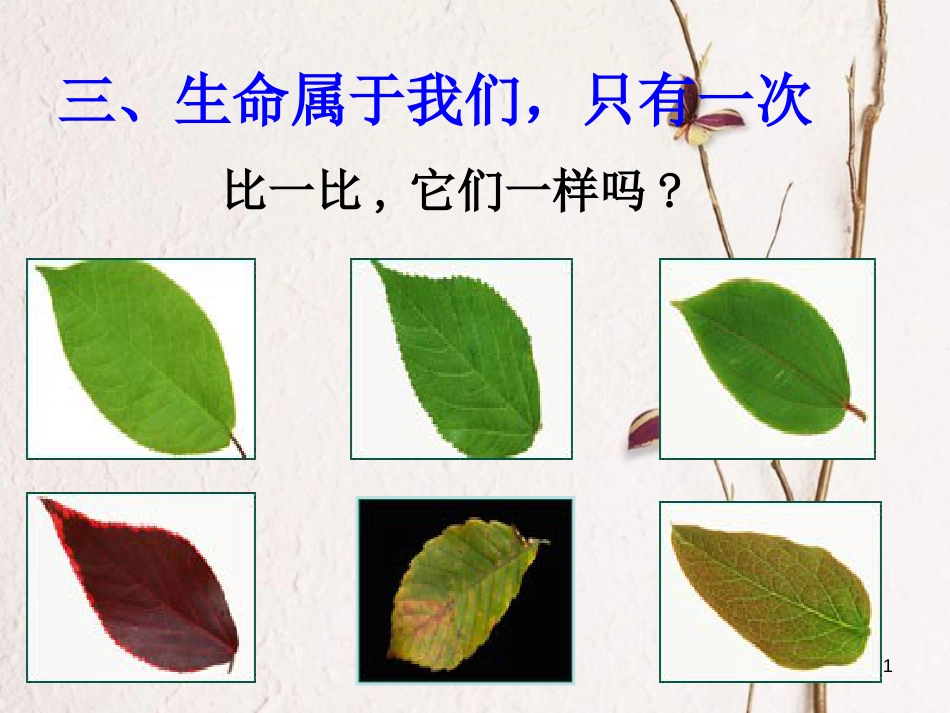 七年级道德与法治下册 第五单元 热爱生命 5.1 大自然的奇迹 第3框 生命属于我们 只有一次课件 粤教版[共25页]_第1页