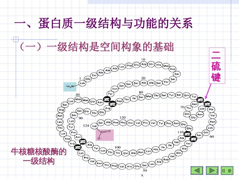 蛋白质结构与功能的关系The Relation of Structure and Function of Protein第 三 节_第2页