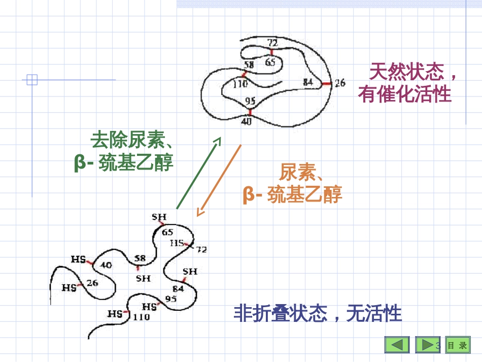 蛋白质结构与功能的关系The Relation of Structure and Function of Protein第 三 节_第3页