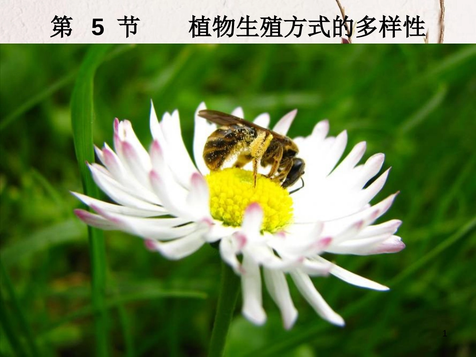 七年级科学下册 1.5《植物生殖方式的多样性》课件3 浙教版[共18页]_第1页