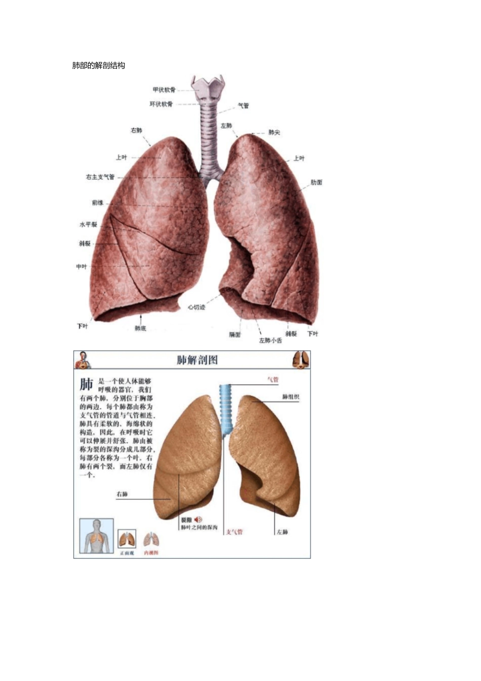 肺部的解剖结构[共14页]_第1页