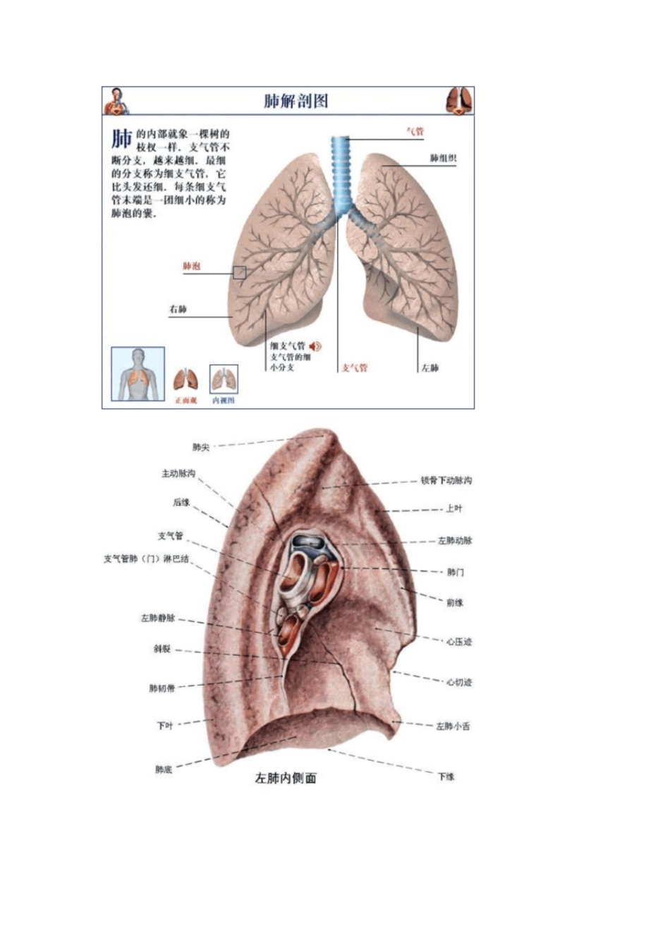 肺部的解剖结构[共14页]_第2页