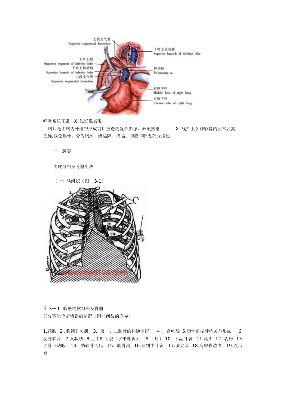 肺部的解剖结构[共14页]_第3页