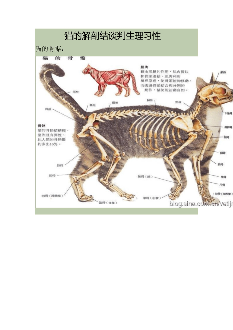 猫的解剖结构和生理习性[共16页]_第1页