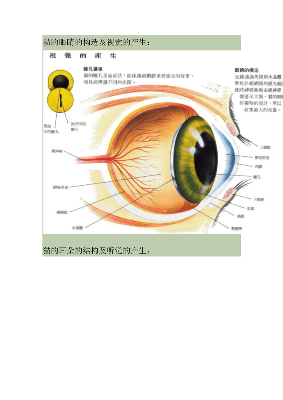 猫的解剖结构和生理习性[共16页]_第2页