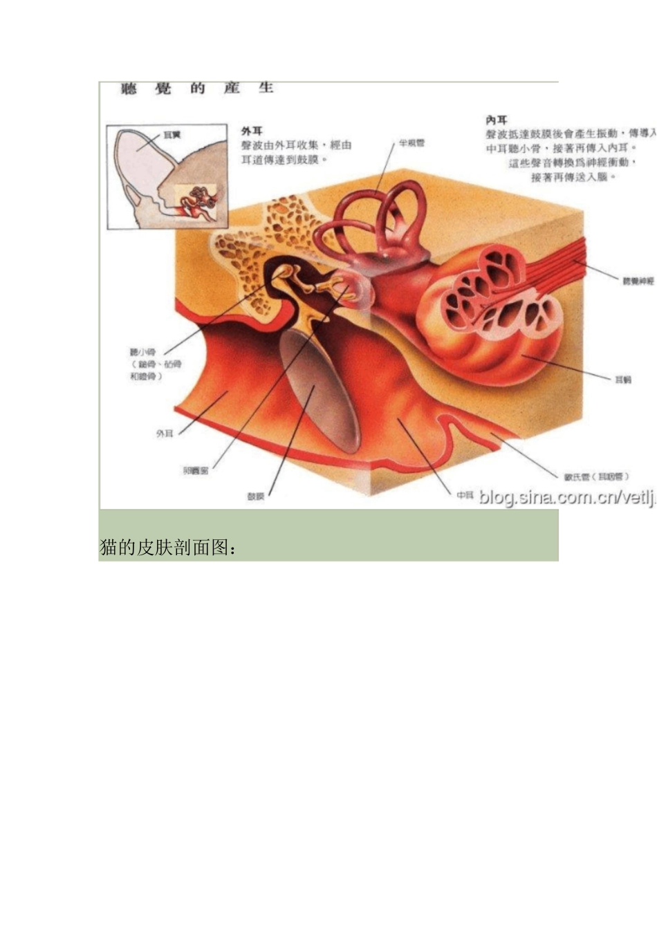猫的解剖结构和生理习性[共16页]_第3页