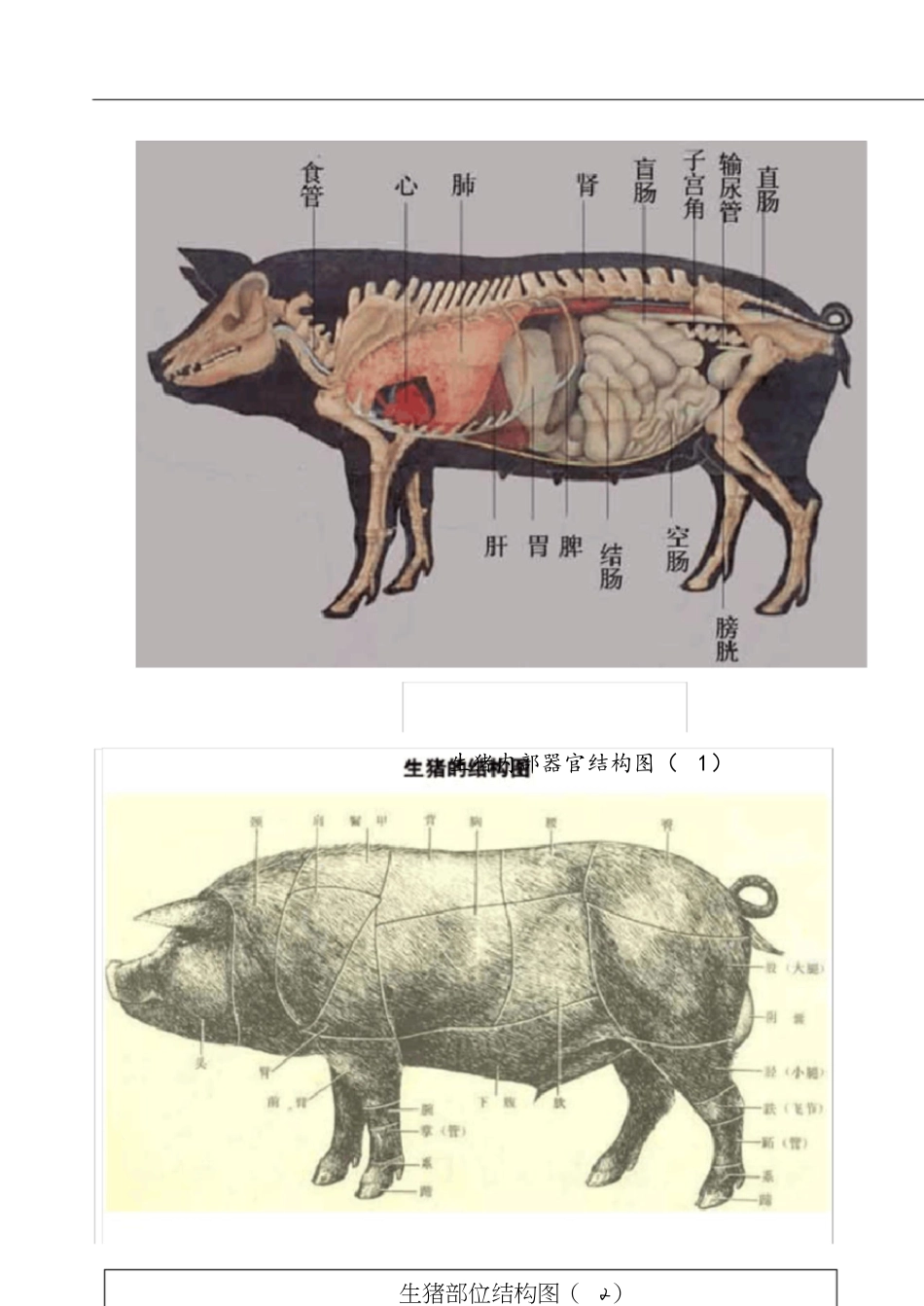 猪各部位详细结构图[共16页]_第1页