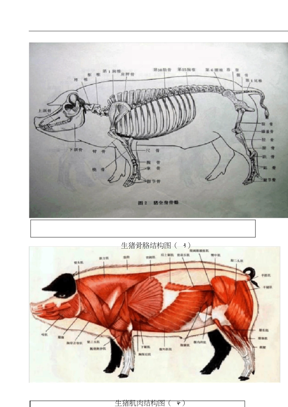 猪各部位详细结构图[共16页]_第2页