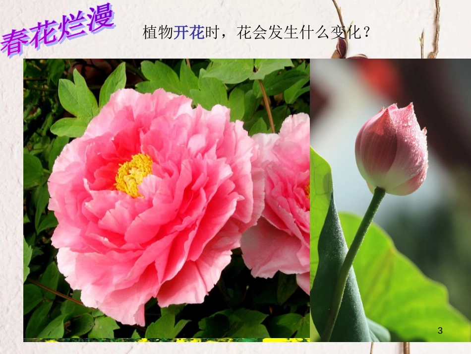七年级科学下册 1.5《植物生殖方式的多样性》（第1课时）课件1 浙教版[共15页]_第3页