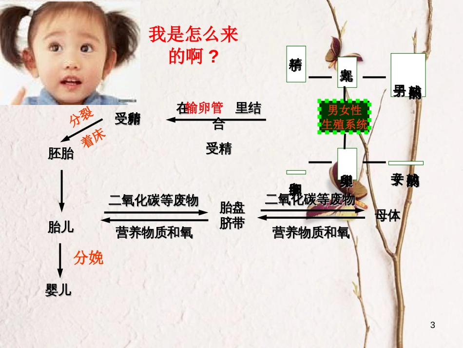 七年级科学下册 第一章《代代相传的生命》复习课件 浙教版[共26页]_第3页