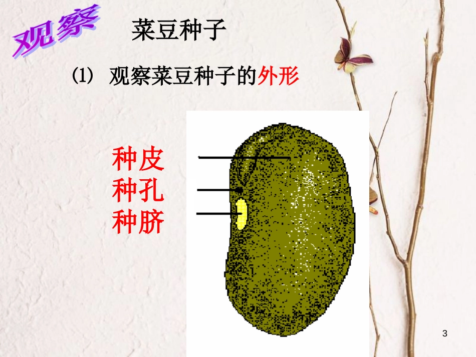 七年级科学下册 1.4《植物的一生》课件2 浙教版[共51页]_第3页