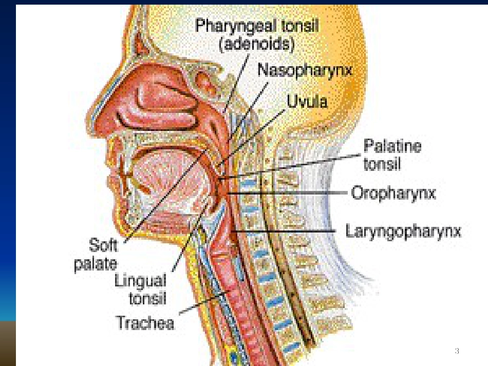 第十三章 咽 肿 瘤_第3页