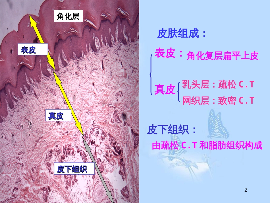 实验二：结缔组织 皮肤[共24页]_第2页