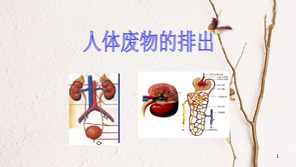 七年级生物下册 4.11.2人体废物的排出课件 苏教版[共18页]_第1页