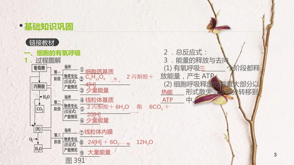 （全国）高考生物一轮复习（基础知识巩固+考点互动探究+考例考法直击+教师备用习题）第3单元 细胞的能量供应与利用 第9讲 细胞呼吸课件_第3页