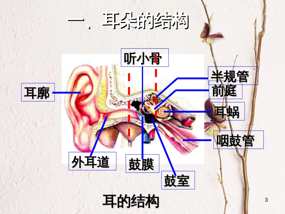 七年级科学下册 2.3《耳和听觉》课件1 浙教版[共19页]_第3页