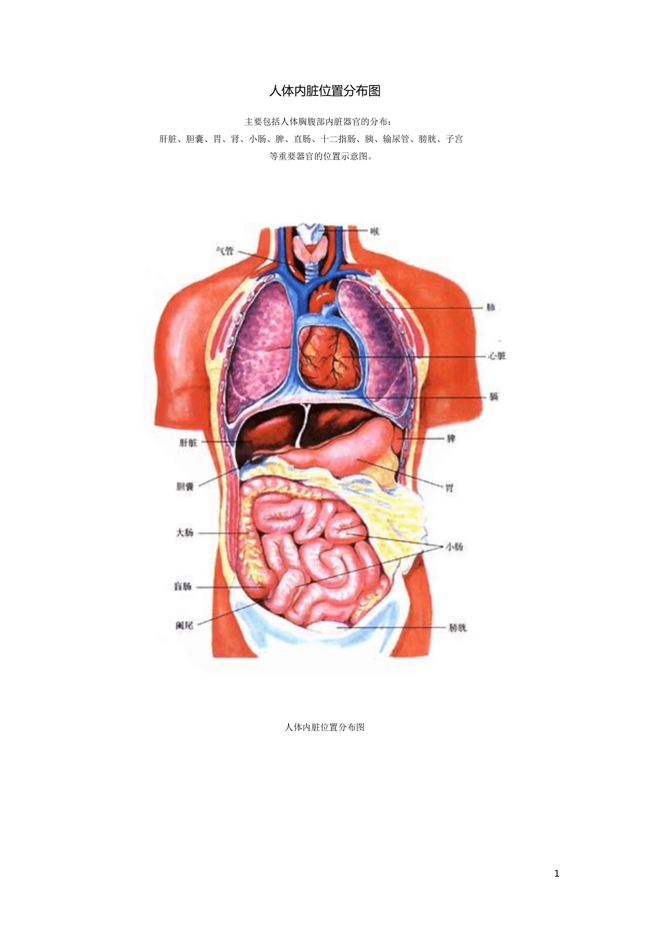 人体结构示意图[共23页]_第1页