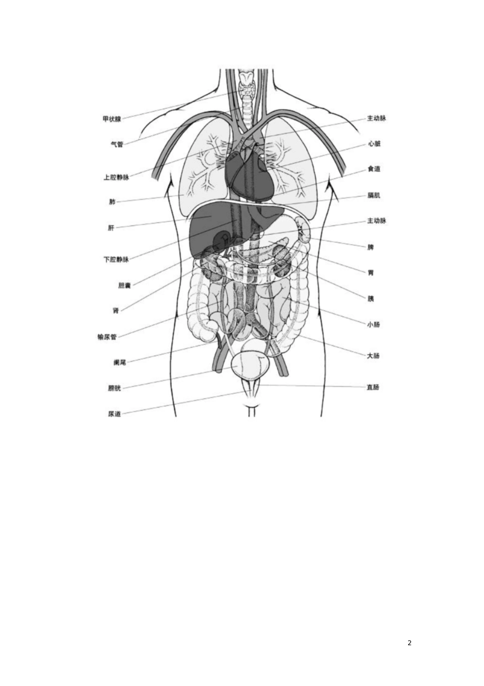 人体结构示意图[共23页]_第2页
