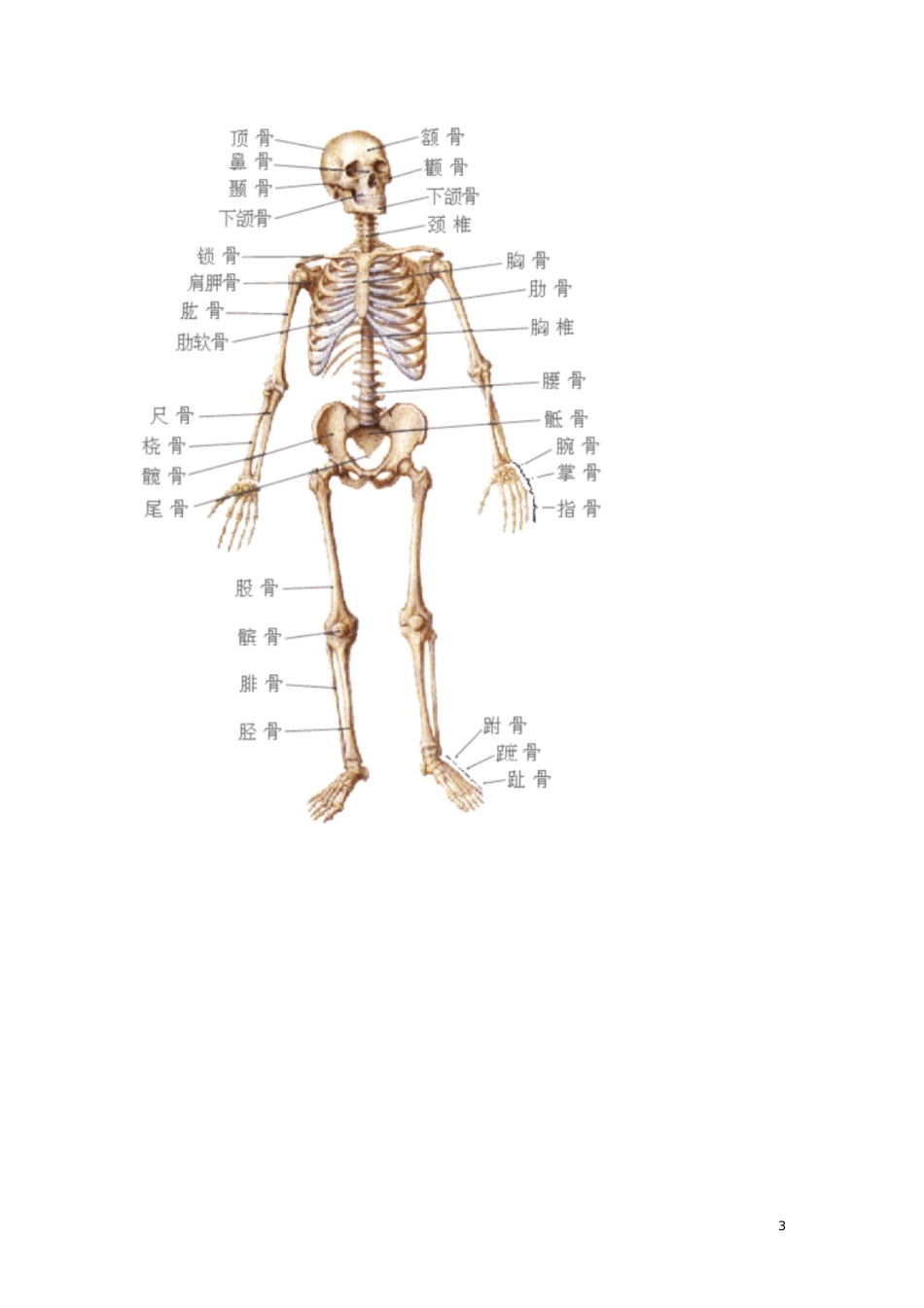 人体结构示意图[共23页]_第3页