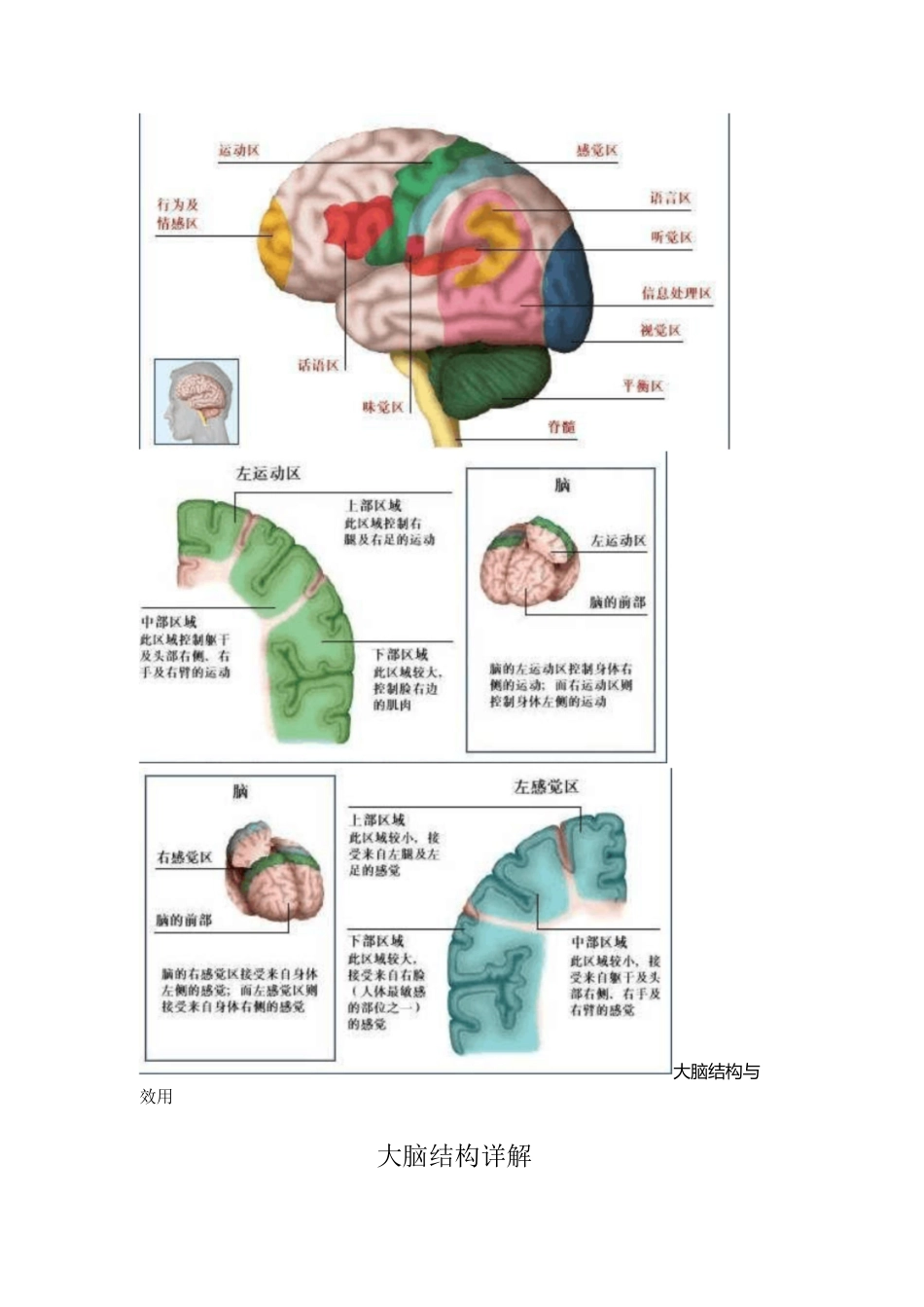 大脑结构与功能[共46页]_第2页