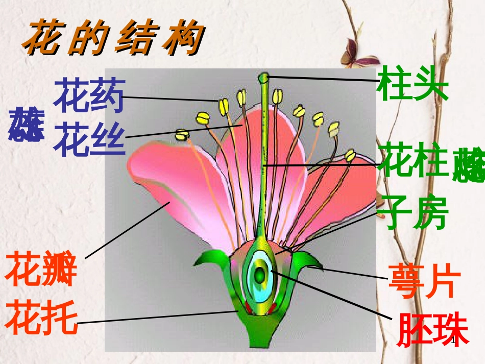 七年级科学下册 1.5《植物生殖方式的多样性》（第1课时）课件2 浙教版[共23页]_第1页