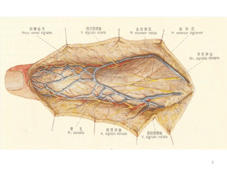 指背筋膜岛状皮瓣ppt课件[文字可编辑]_第2页