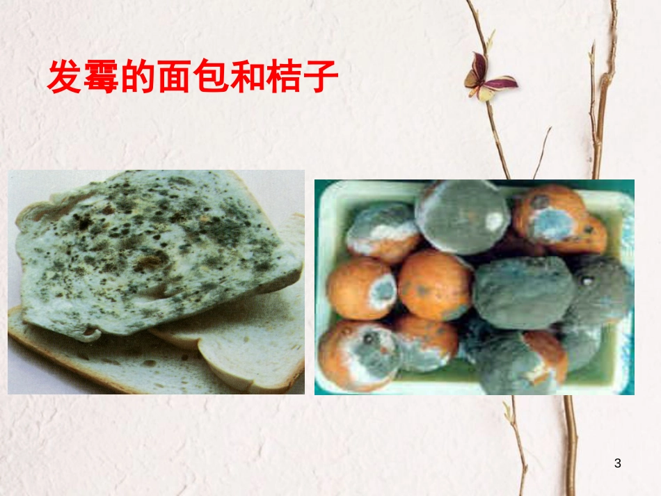 七年级科学下册 1.6《细菌和真菌的繁殖》课件7 浙教版[共34页]_第3页