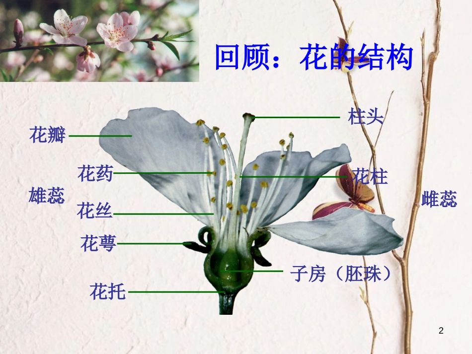 七年级科学下册 1.5《植物生殖方式的多样性》课件1 浙教版[共48页]_第2页