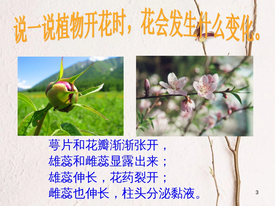 七年级科学下册 1.5《植物生殖方式的多样性》课件1 浙教版[共48页]_第3页