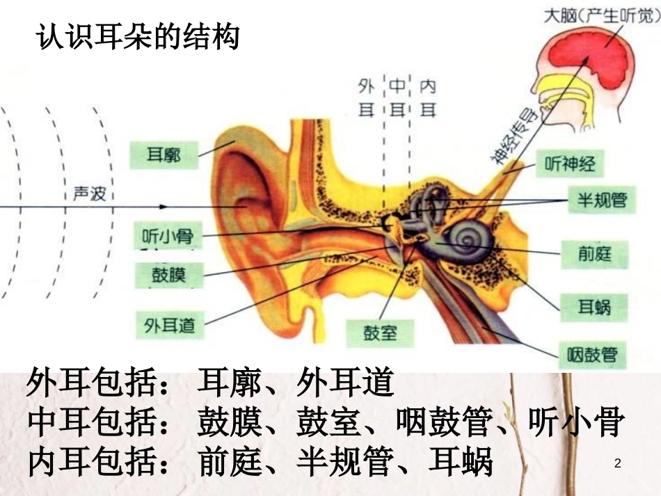 七年级科学下册 2.3《耳和听觉》课件5 浙教版[共41页]_第2页