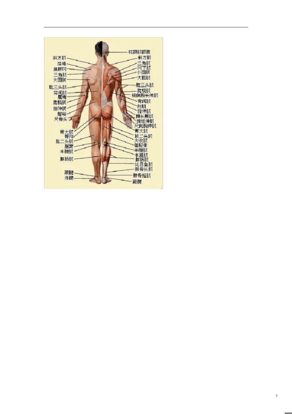 人体肌肉英语单词[共7页]_第2页