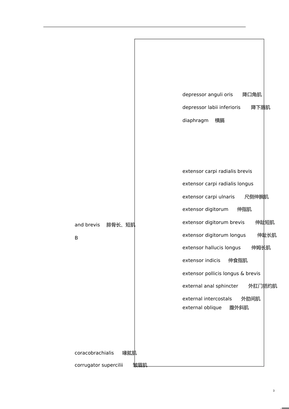 人体肌肉英语单词[共7页]_第3页