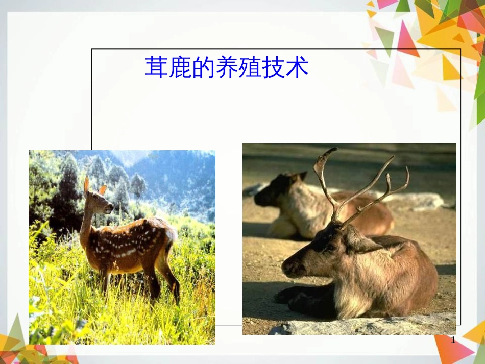 鹿的养殖[共113页]_第1页
