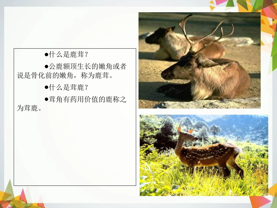 鹿的养殖[共113页]_第3页
