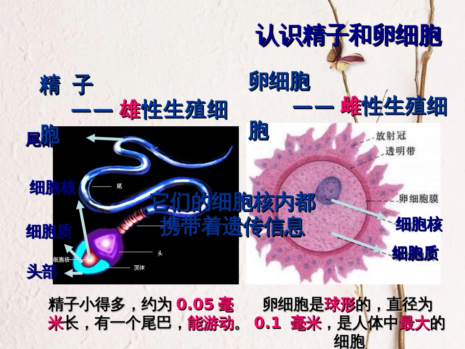 七年级科学下册 1.1《新生命的诞生》（第1课时）课件 浙教版[共20页]_第2页