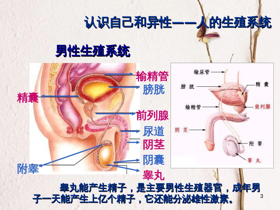 七年级科学下册 1.1《新生命的诞生》（第1课时）课件 浙教版[共20页]_第3页