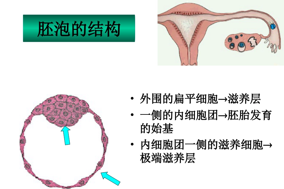 乔杰给研究生辅助生育课件北医三院生殖中心[76页]_第3页