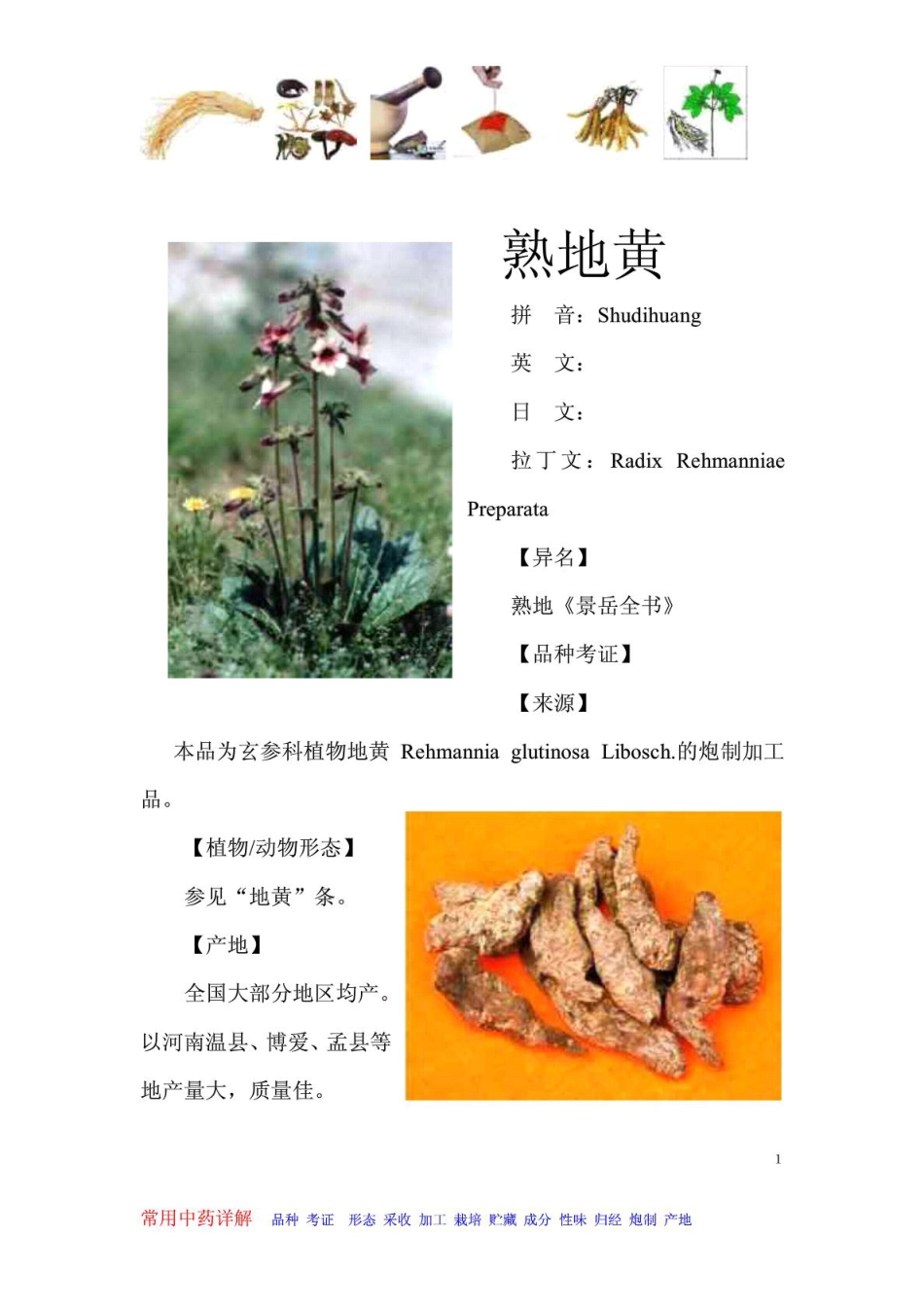 熟地黄常见中草药详述_第1页