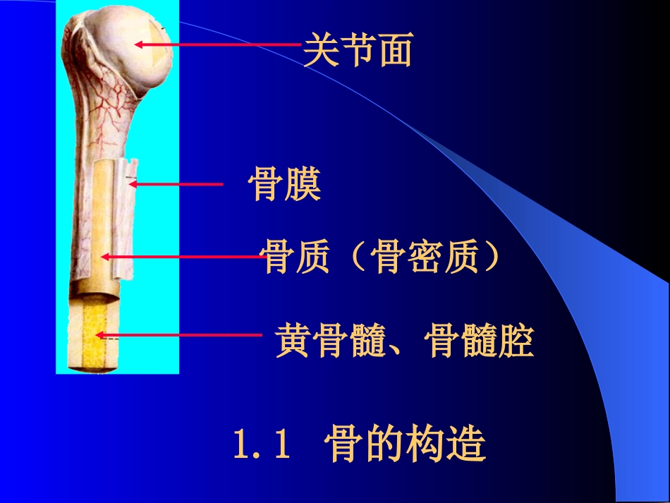1骨学实验试题复习_第1页