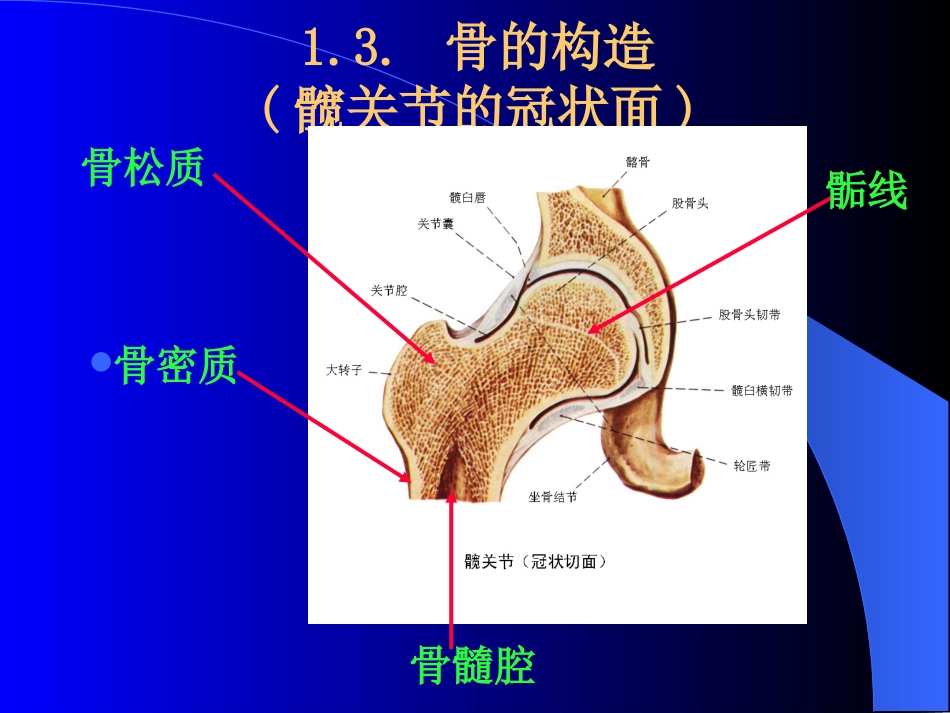 1骨学实验试题复习_第3页