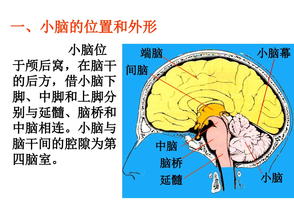 4小脑、间脑和端脑[70页]_第3页