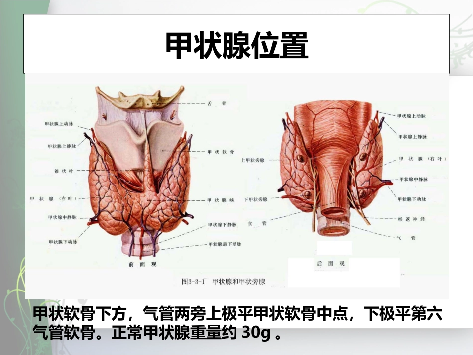 甲亢护理[40页]_第2页