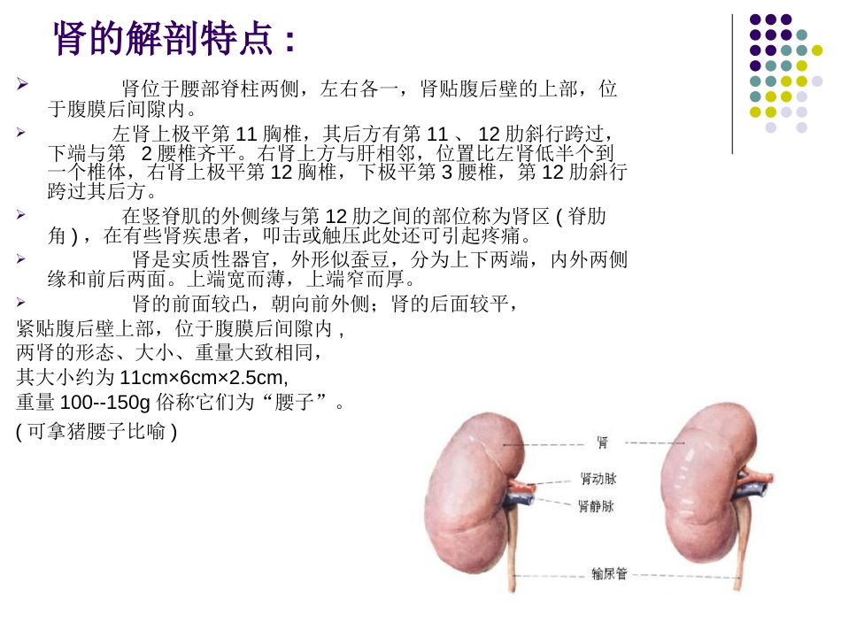 肾的生理位置及功能[19页]_第3页