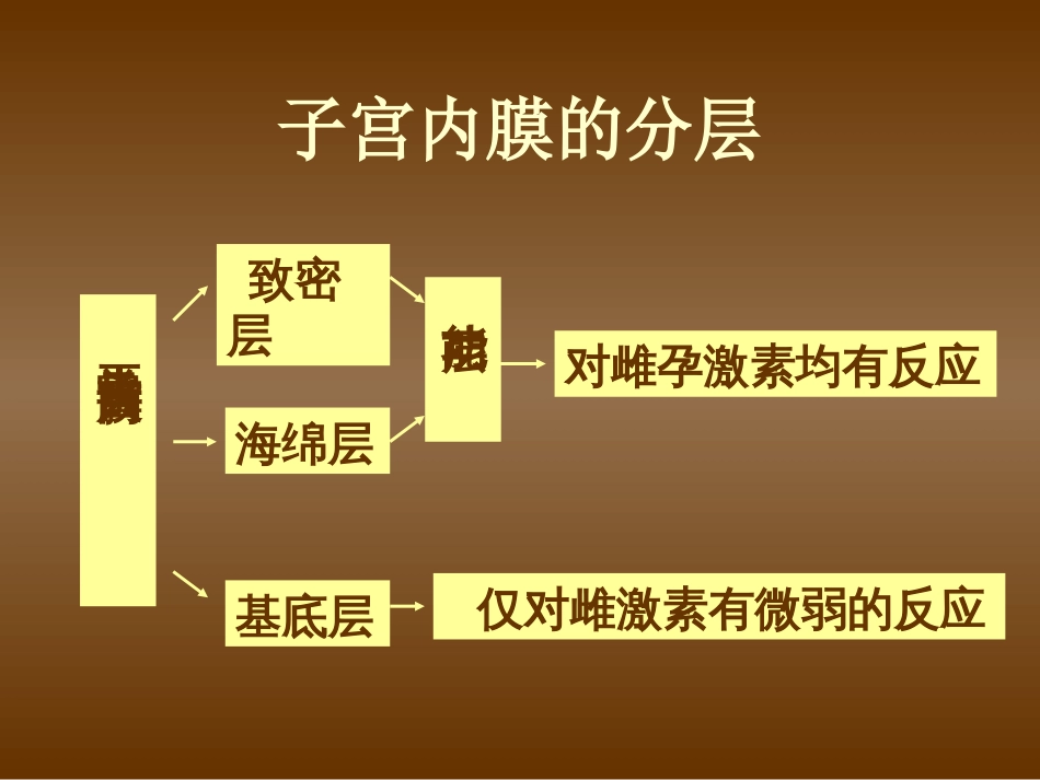 正常子宫内膜[57页]_第3页